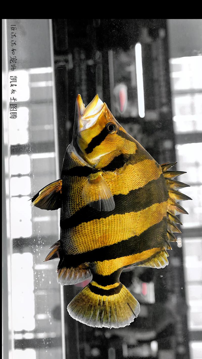 虎鱼吃什么长得快