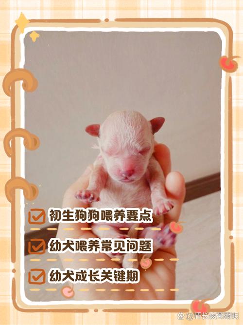 刚出世的狗狗怎么养