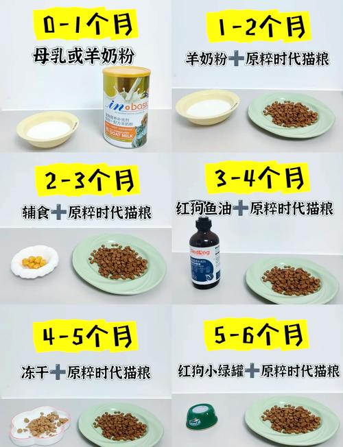 2,3个月小猫可以吃什么