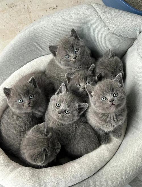 两个月的小猫应该吃什么