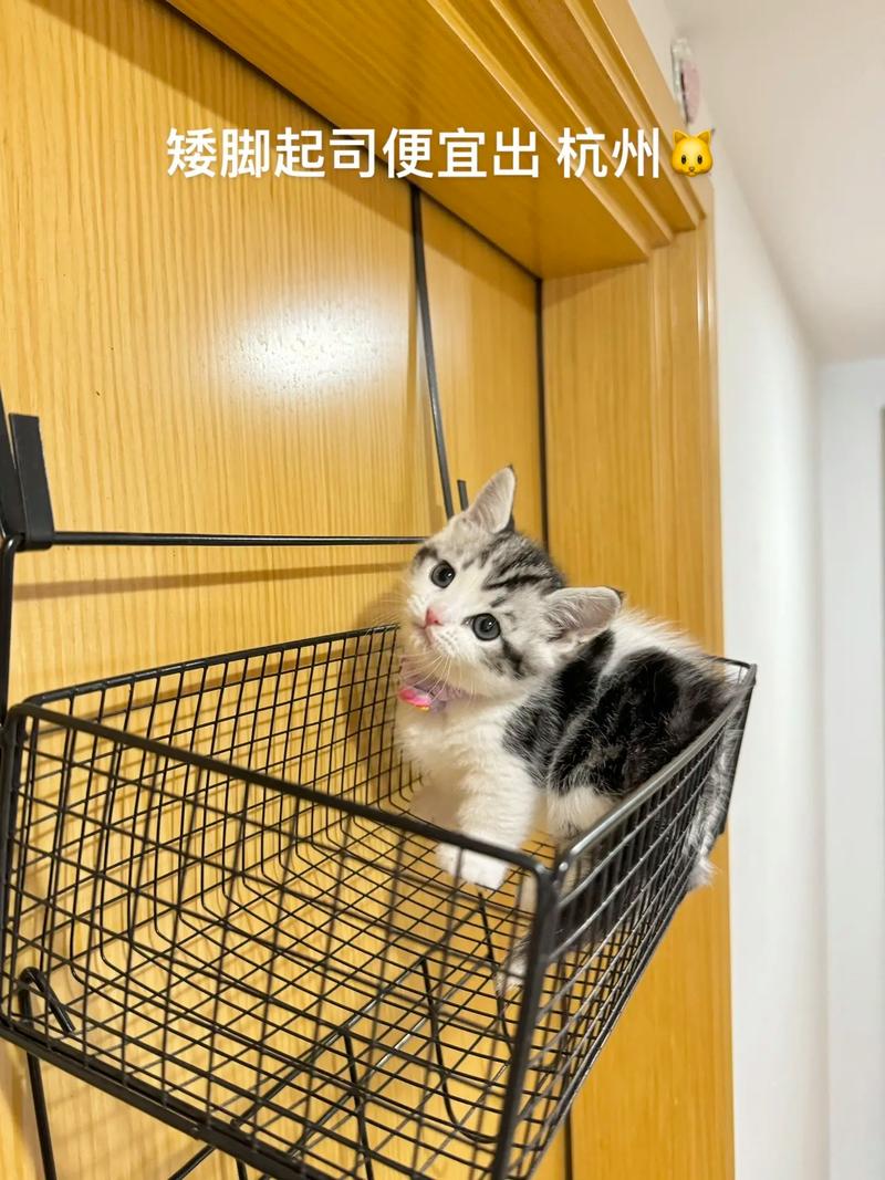 两个月的小猫咪吃什么食物好