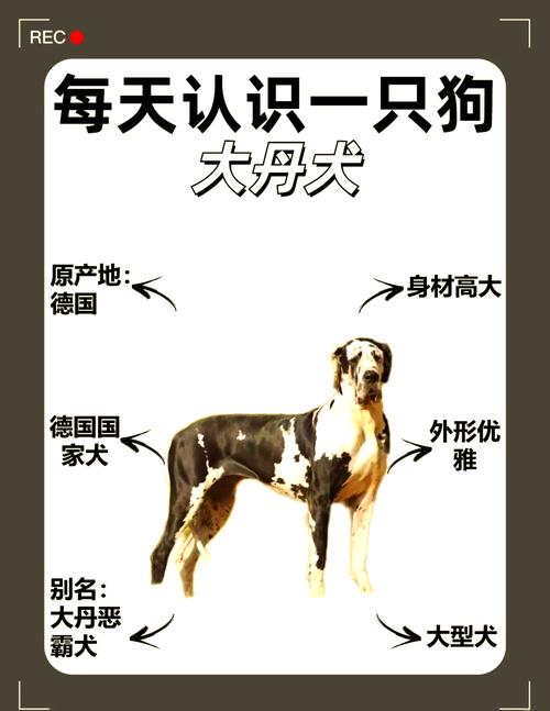 大丹狗是怎么样一种狗?