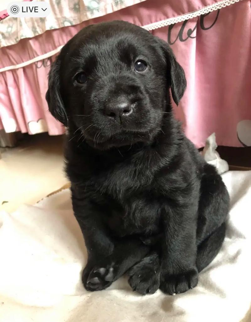 黑色拉布拉多幼犬多少钱