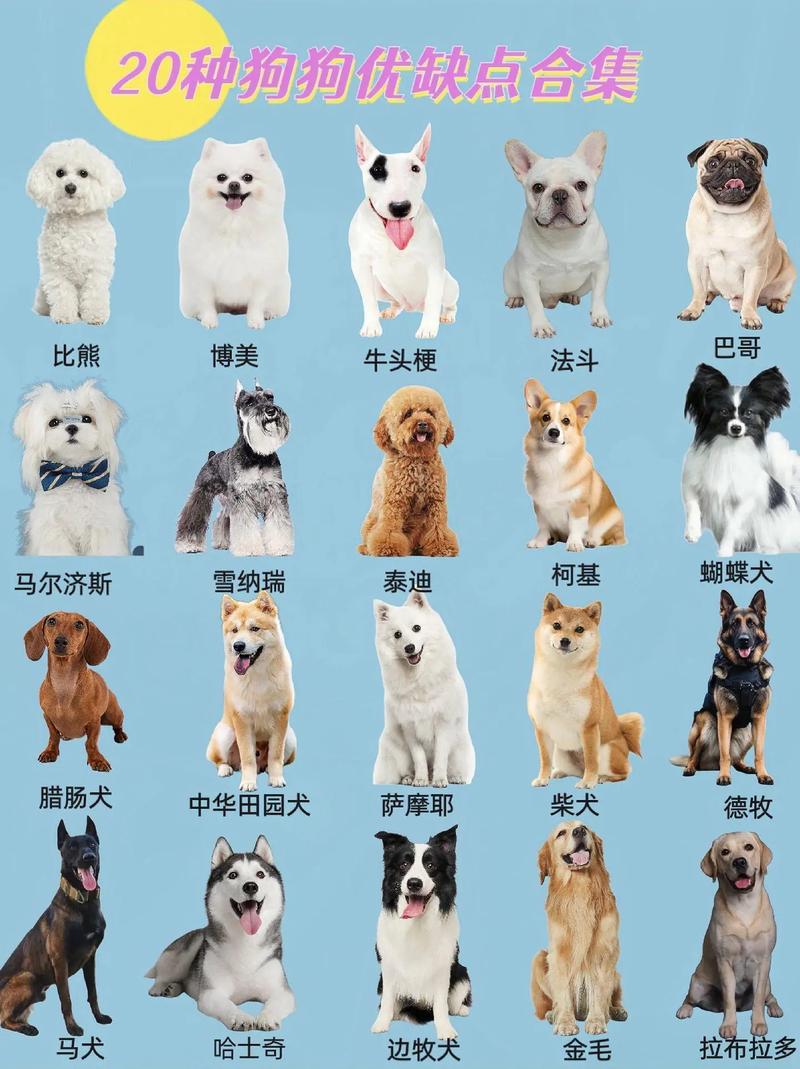 地表战斗力爆表的12种猛犬[怪异杀手牛头梗你知道吗]