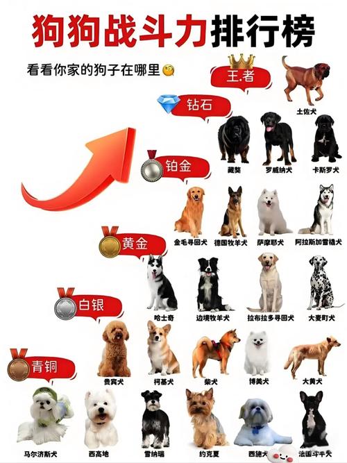 狗狗比赛是怎么分类的?