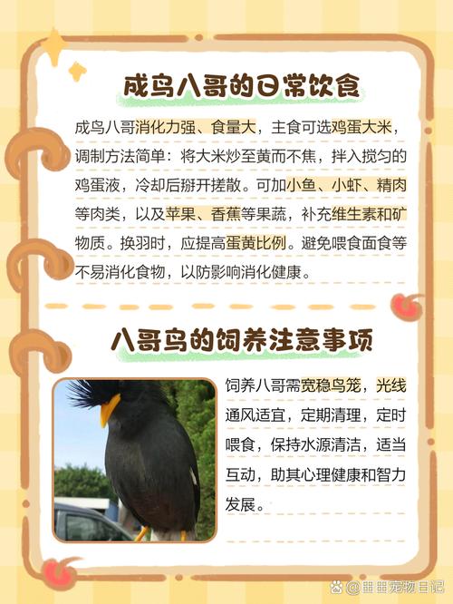 八哥鸟喜欢吃什么水果和蔬菜