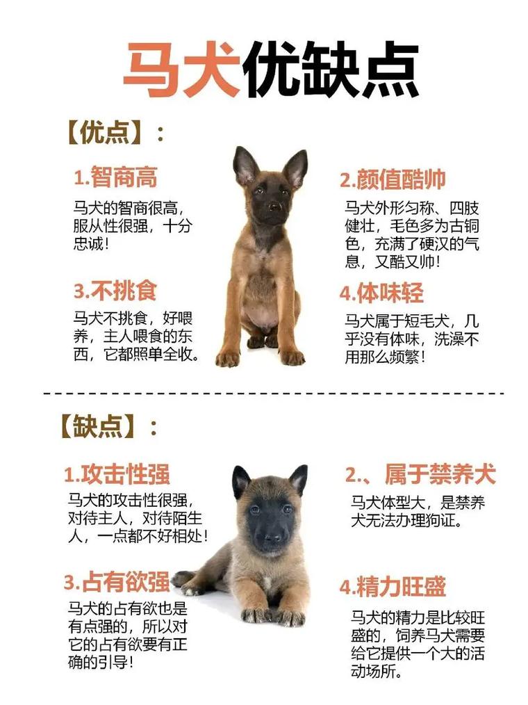 贵宾多少钱一只1岁贵宾犬多少钱