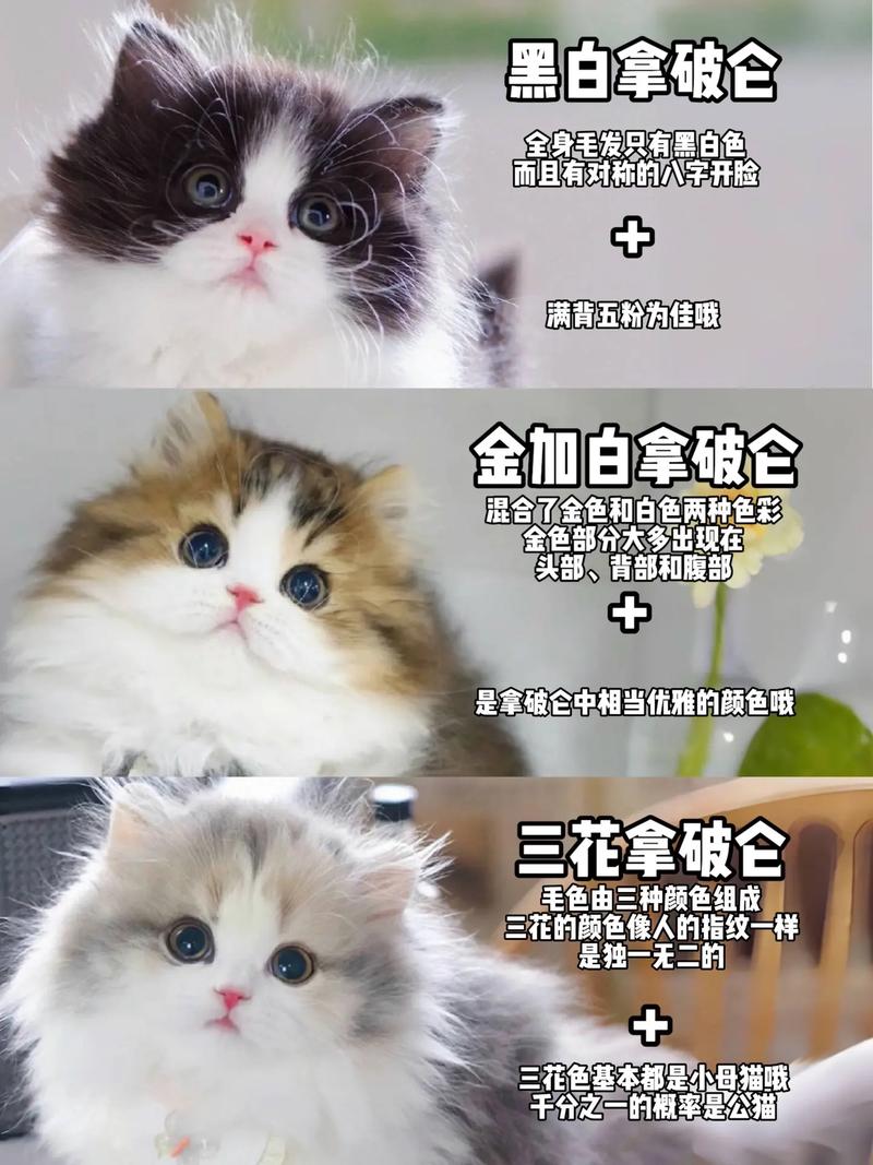 1000元预算能选到什么品相的拿破仑猫?