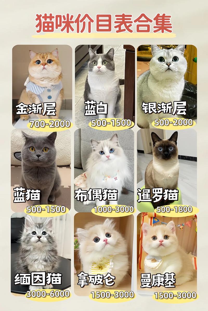 1000元预算能选到什么品相的美国短毛猫?