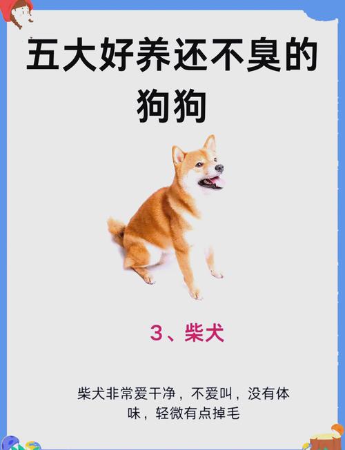 什么品种的狗比较好
养又不挑食