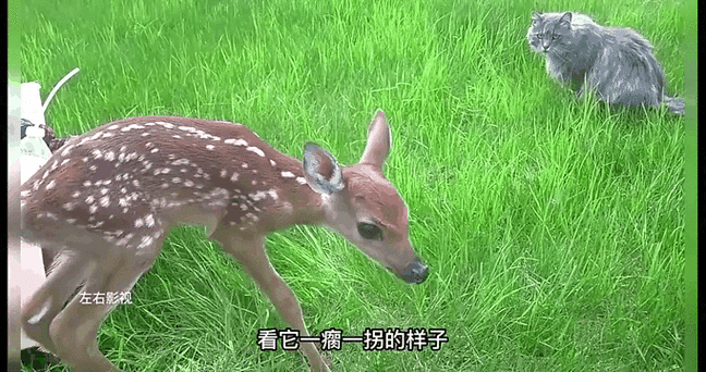 小鹿犬费用
多少?