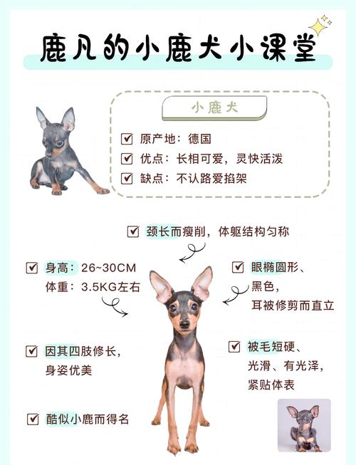 小鹿犬市场费用
多少钱一只