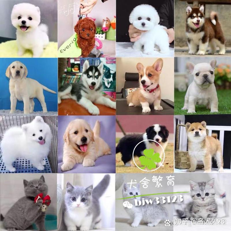 茶杯泰迪多少钱一只纯种泰迪犬多少钱一只,颜色与费用
?