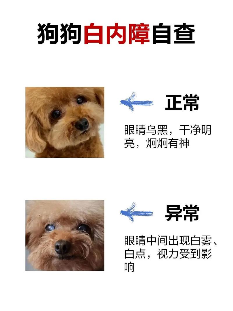 斑点狗得了白内障会有哪些症状?