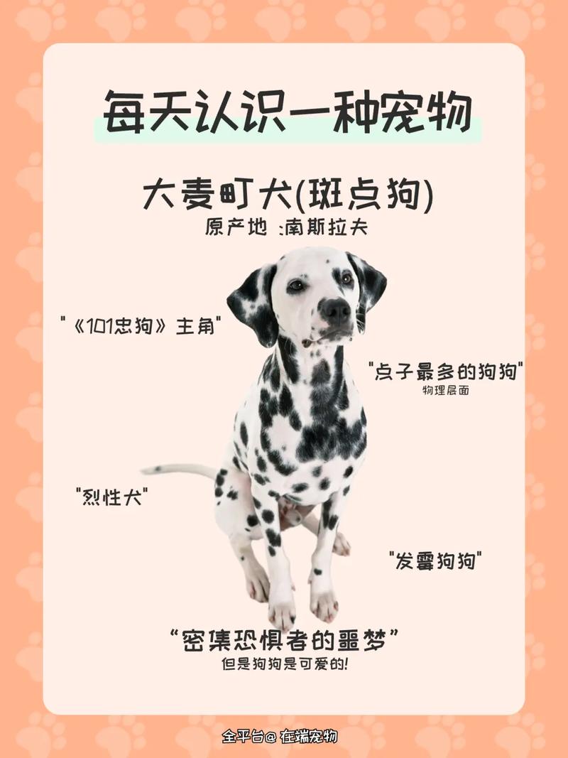什么狗是灰色的小一点点的,挪威那看了还会害怕,被咬