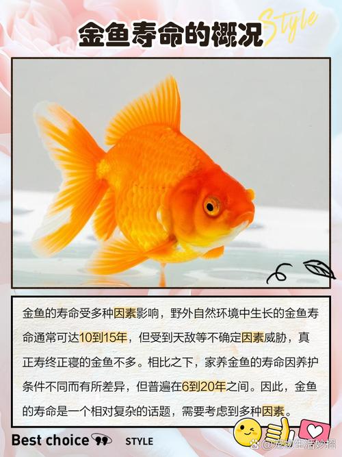 金鱼苗一个月可以长多大