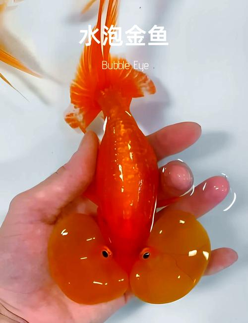 水泡金鱼一年可以长几厘米