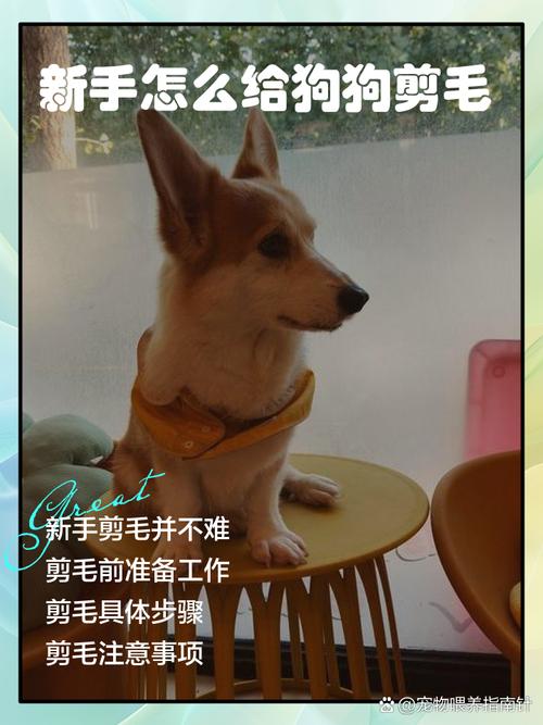 自己在家怎么给狗狗剪毛