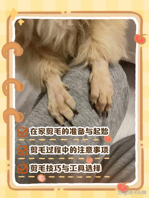 自己给狗狗剪毛,要怎么剪呢?
