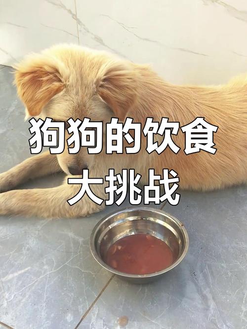 狗可以吃八宝粥吗?