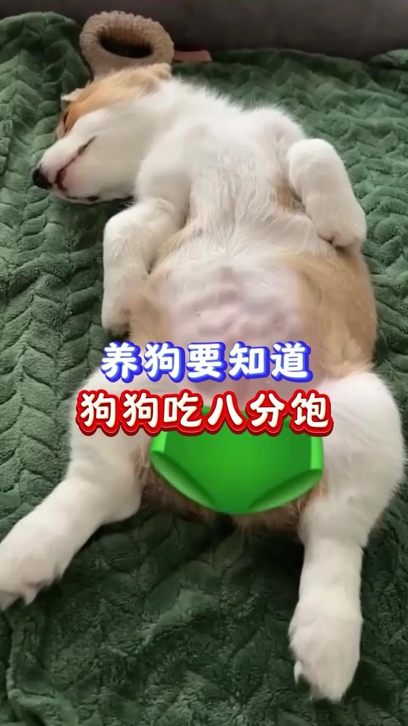 小狗狗可以吃哪种灌装的八宝粥吗?