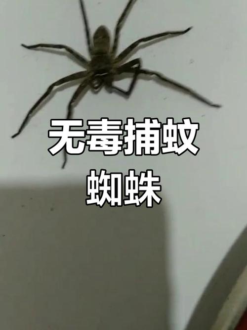 几种动物界的隐形高手,个个身怀绝技