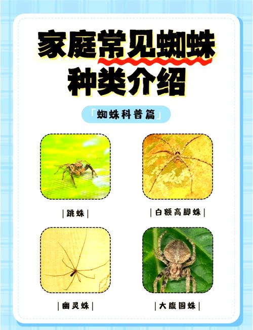 有100多只眼睛的狼蛛叫什么