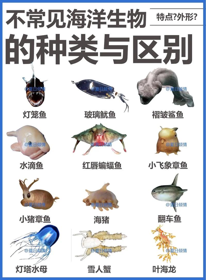 海洋动物名称有哪些?