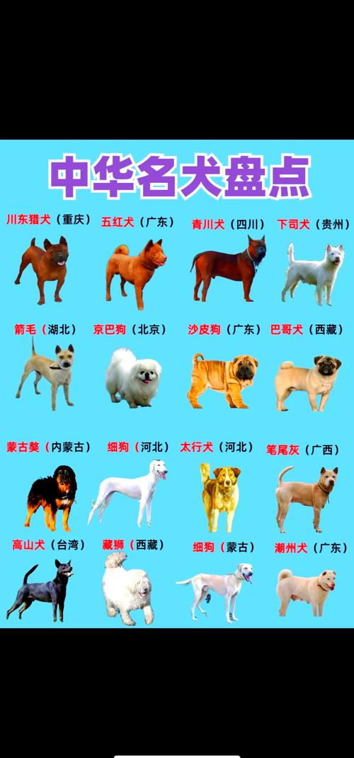 中国前十
名犬都是什么?