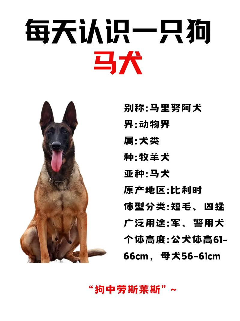 马犬体重有多少斤,马犬标准体重多少
