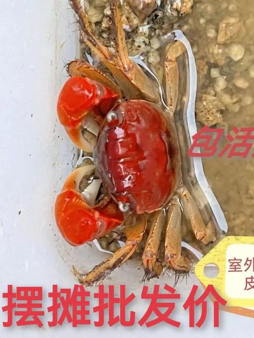 什么是帝王蟹