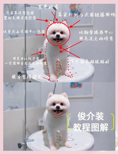 如何在家里给狗狗剪毛?