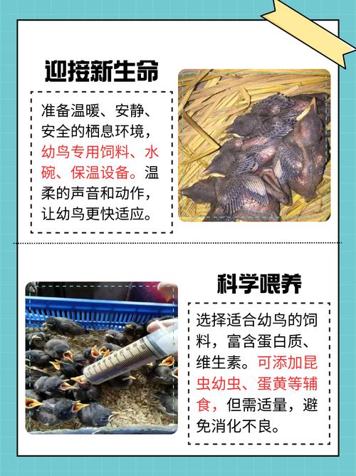 八哥的喂养和训练方法