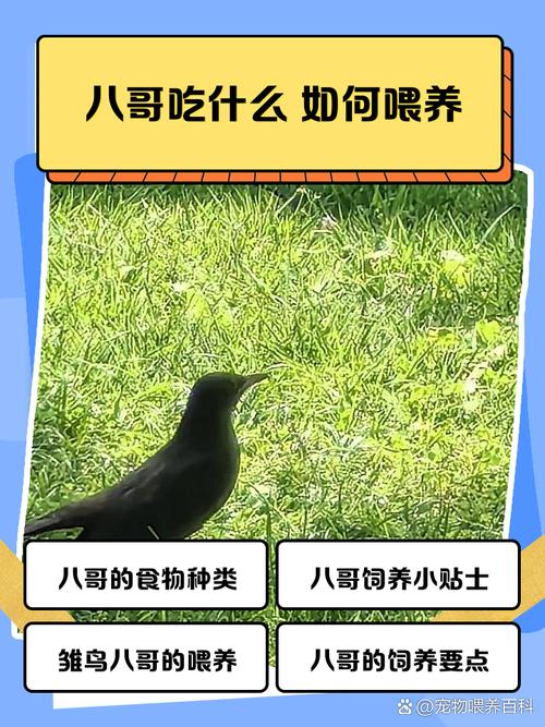 关于八哥鸟喂养方法