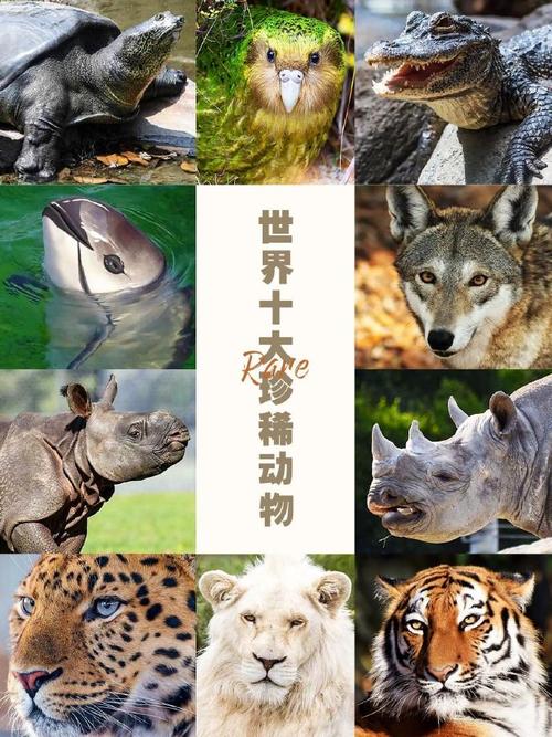 全球100种最濒危动物