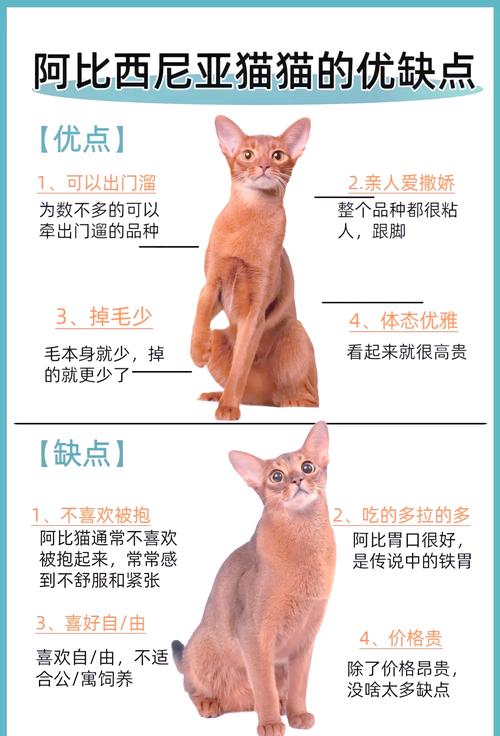 布偶猫1000元能买到吗