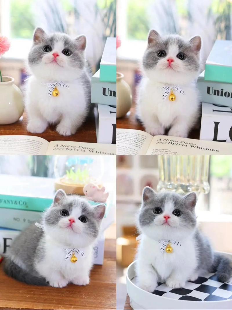 一千元左右的宠物猫