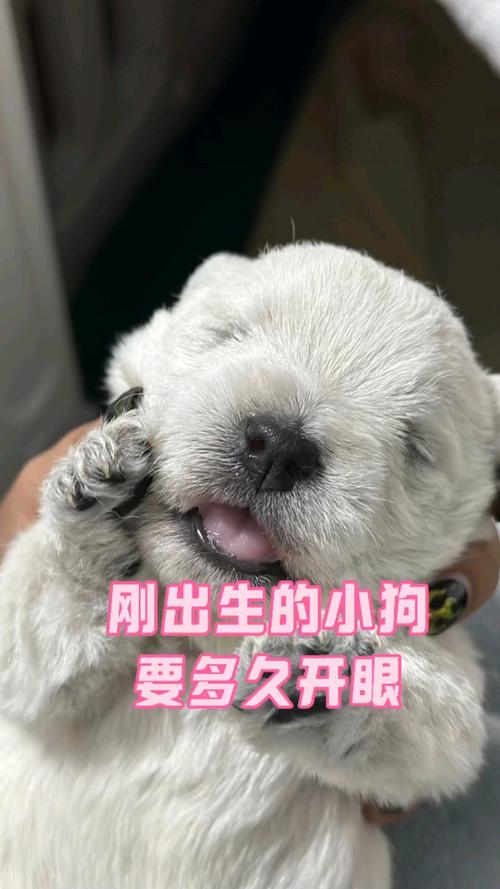 45天的狗狗吃什么