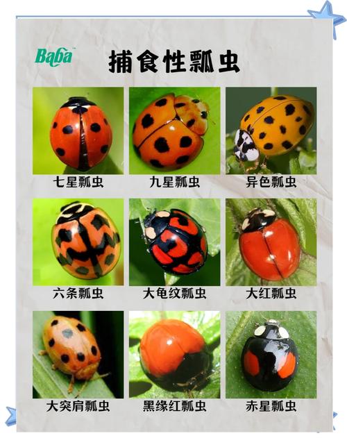 瓢虫是益虫还是害虫