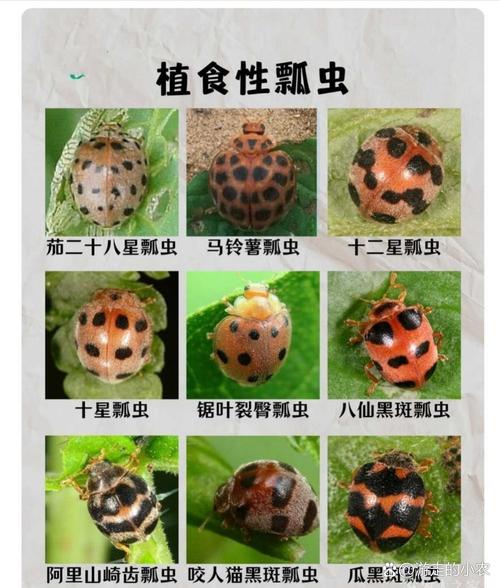 七星瓢虫是益虫还是害虫?