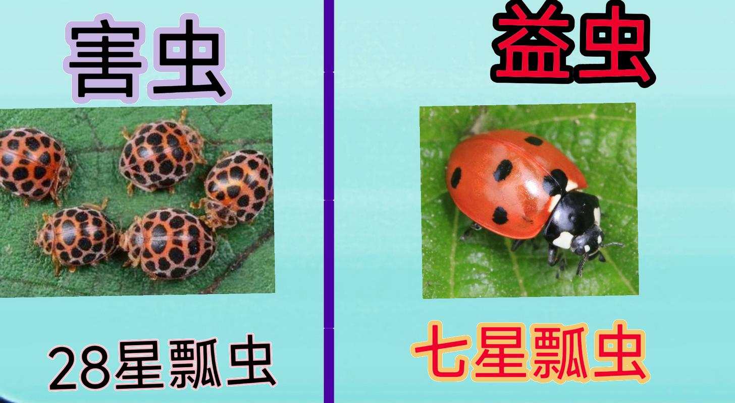 二星瓢虫吃什么是害虫还是益虫