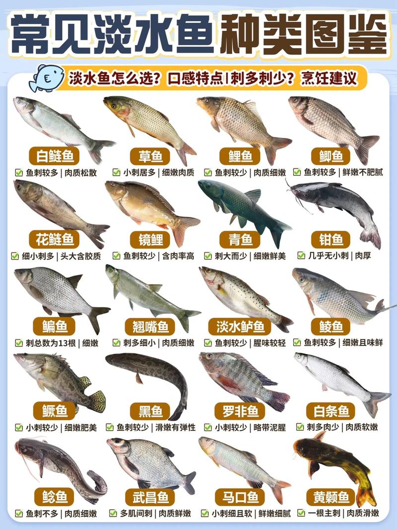 100种常见淡水鱼类名称图片