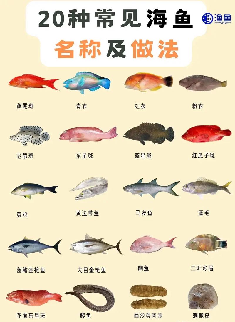 常见海洋鱼类名称及图片大全