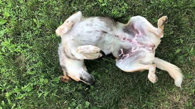 狗狗发情期几天结束?