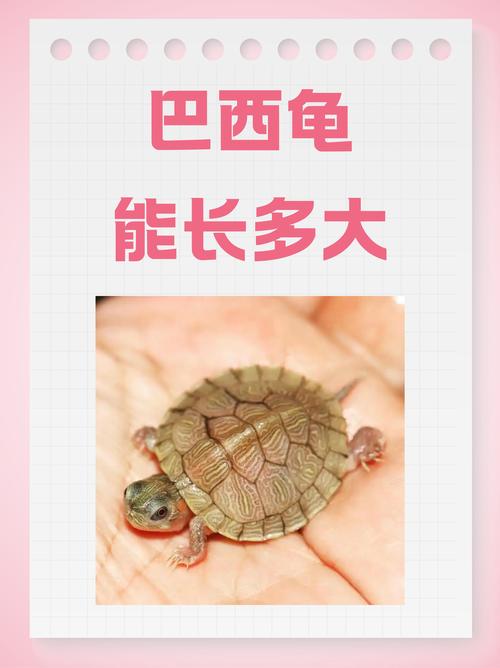 亲戚送的黄耳龟,求教怎么养殖,水温,食量等等!顺便问下公母!