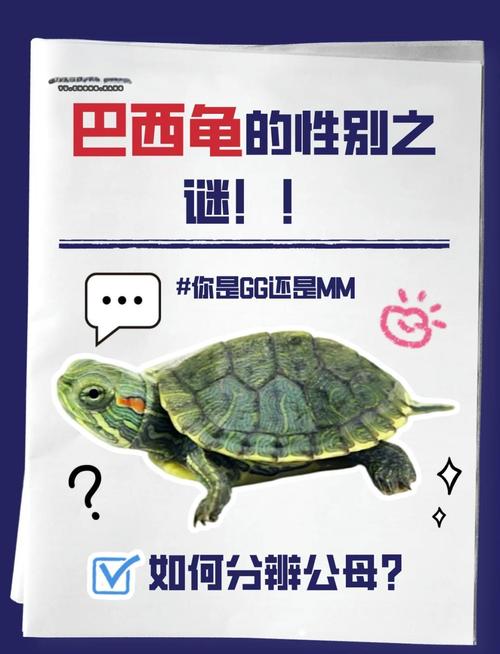 如何分辨巴西龟?