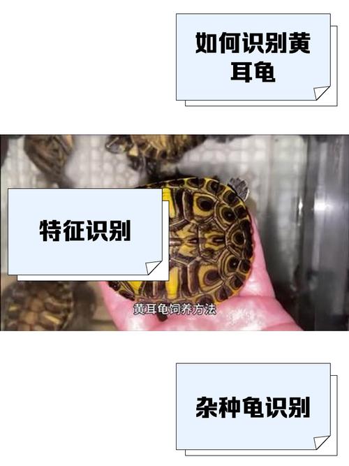 我养了两只龟,不知道是什么龟,还有怎么分公母?