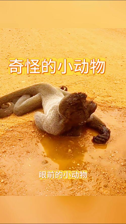 有哪些稀奇古怪的动物?