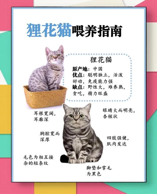 2个月的猫咪怎么喂养