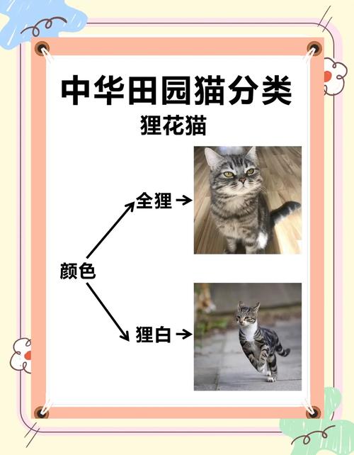 两个月小猫怎么喂养